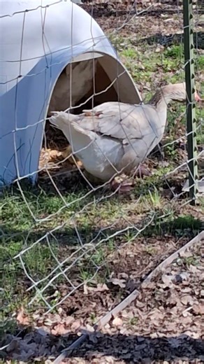 NEWLY HATCHED