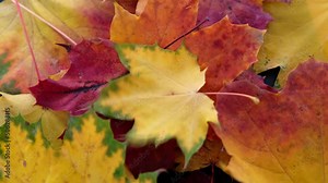 red, orange, crimson oak foliage, Quercus palustris leaves tremble in wind, autumn season in park, forest, banner with blurry bokeh, nature protection, concept of weather, background, autumn leaf fall
