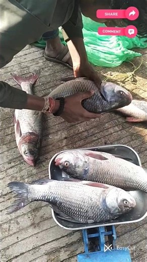 Machhi king🐠🐬🐟🦈 #fish #machhi #fishing #viral #food #shorts