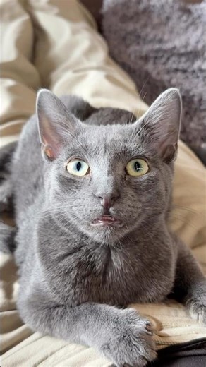 Liam and his little teefs🤓 meet him at Java Whiskers Cat Café White City #catlovers #kitten