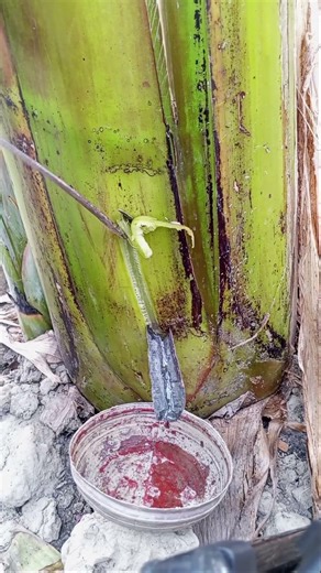 Banana tree secret sap trick #shorts#trendingshorts #foryou