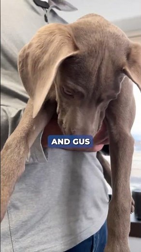 Weimaraners: A family tradition for Dr. Sean McPeck | Tier 1 Vet