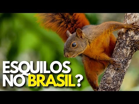 SQUIRRELS OF BRAZIL I CAXINGUELE SQUIRREL OF CALDAS RED SQUIRREL SQUIRREL OF THE NORTHEAST