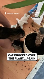 Cats made a mess but we have a plan... | Meme Lord