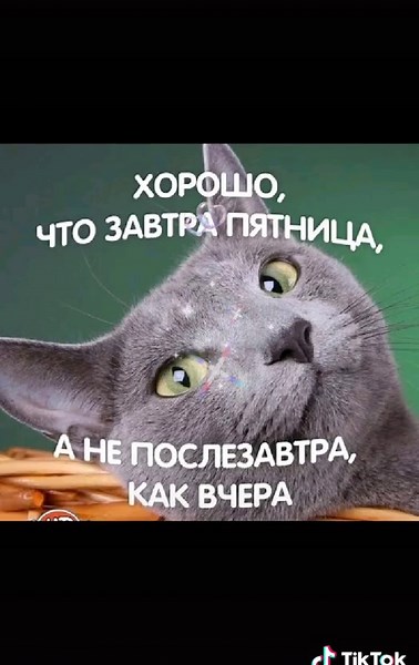 Funny Animal Photoshops That Will Make You Laugh