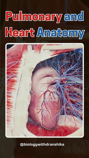 Pulmonary and heart anatomy: The perfect synergy of breath and beat! ❤️🫁