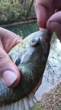 Lovely ShellCracker #fish #fishing #bluegill #sunfish #bass #riverfishing #creekfishing #fyp