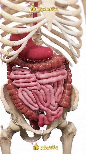 How Does Peristalsis Work?