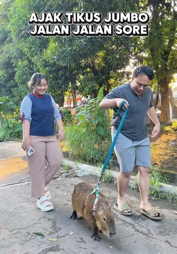 Capybara: Hewan Lucu yang Bikin Sore Anda Ceria