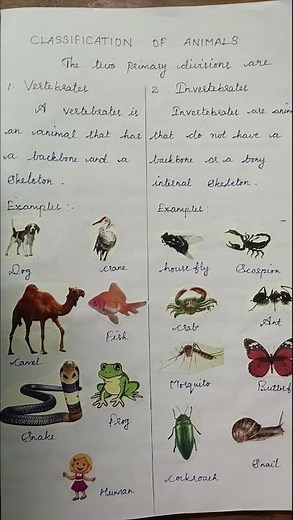 classification of animals