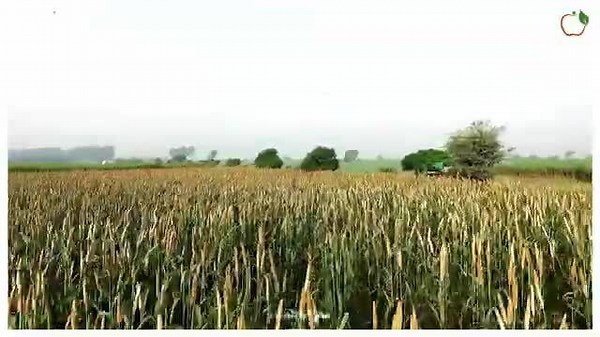 Why Millet Should Be a Staple in Your Diet – Top 5 Benefits