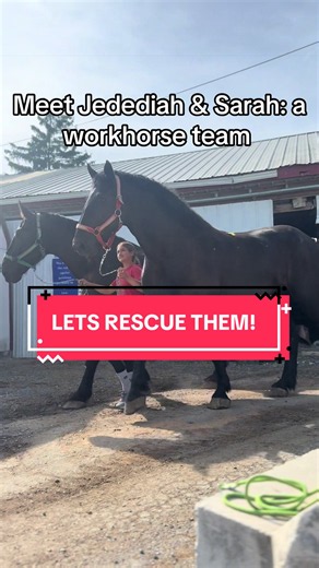 Rescue Jedediah & Sarah: Save Two 19‑Hand Percheron Workhorses