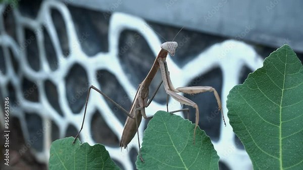 Mantises are an order (Mantodea) of insects that contains over 2,400 species in about 460 genera in 33 families.