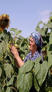 35K views · 136 reactions | Best Country Food #cooking #food #recipe #countryfood #foodrecipes | Cooking Family | Facebook