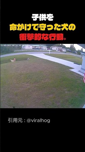 子供を命がけで守った犬の衝撃的な行動。これぞ真のヒーロー！#Shorts #ジャーマンシェパード #感動