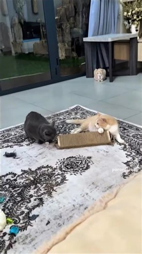 Poby dipenjara 🤭😅 #cat #pororo #poby #cute #fyp #cutecat