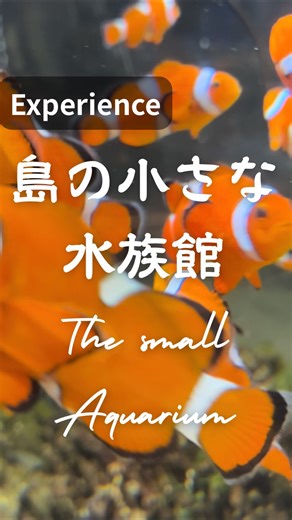 Visit Tokushima, Japan🇯🇵 【公式】徳島北高校国際英語科 on Instagram: "【マリンジャム（島の小さな水族館） / MarineJam Small Aquarium in the Island】 @marinejam_kaiyo 📍徳島県海部郡海陽町宍喰浦字竹ヶ島28-45 ◯入場料 大 人 300円 小学生 200円 #徳島北高校 #徳島 #水族館 #tokushima #aquarium"