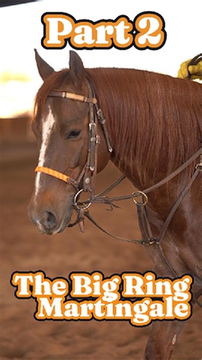A big ring martingale isn’t something every horse needs, but used correctly, it’s a simple way to encourage lift, guidance, and better connection through the reins. I reach for it when a horse needs a little help finding consistency without overcomplicating the message. #AlDunning #BigRingMartingale #Horsemanship #TrainingTools #CowHorseTraining #RideWithPurpose | Al Dunning