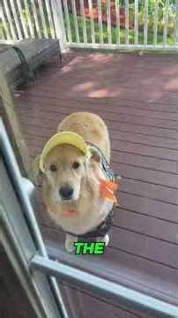 Your Loving Your Dog Wrong-And They've Been Trying To Tell You