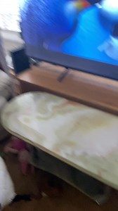 Barney watching Happy Feet with his toy Penguin #happyfeethappylife #reactreaction #reaction #reactionvideo | Stephen Kelleher