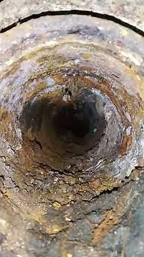 Ultimate Guide to Clearing Tree Roots from Sewer Lines