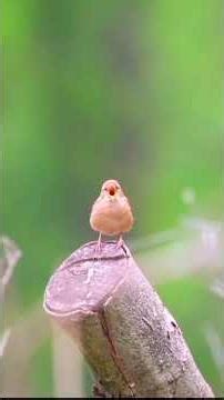 Eurasian Wren’s Loud, Complex Song!