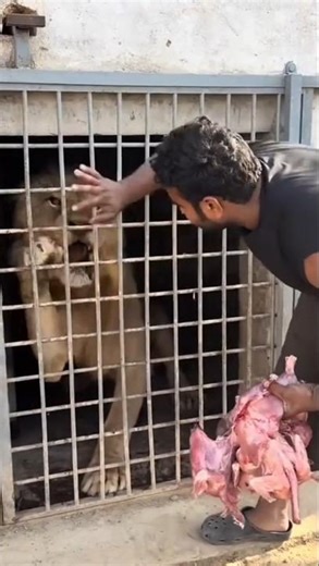 Lion’s Real Diet Revealed, Can a Lion Ever Eat Grass?#animals #usa #forest