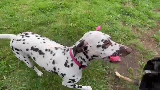 40K views · 4.5K reactions | Big day at the farm today for Friday’s pack! Here’s some highlights, for the full video of all the fun head over to YouTube. https://youtu.be/l3kD_fnJ4Hk | Doggy Daycare Farm Trips | Facebook