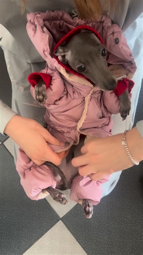 Daisy (Italian greyhound) on Instagram: "Are you sure we need to go on this stupid winter walk?😕"