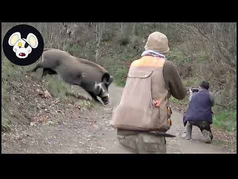 HUNTING the BEAST: Unbelievable Wild Boar Hunts You Have to See! | Wild Boar Hunting #boarhunting