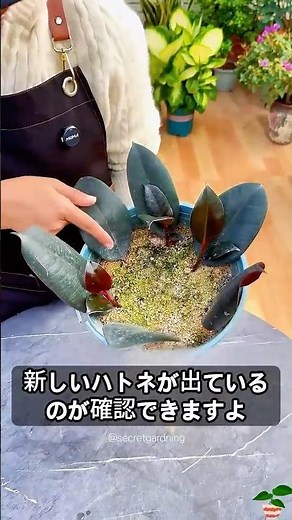 ゴムの木は買わなくていい！挿し木で簡単に増やす方法