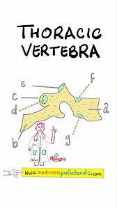 Thoracic Vertebra of the vertebral column (spine)...Anatomy of the Thorax...Thoracic cavity, Ribs, Transverse Process, Spinous process (spine), facets of the vertebral body articulate with ribs...Anatomy Quiz (#18)...#biology #chemistry #doctor #nurse #science #anatomy #neet #nclex #usmle #health #gym #strength #drawing
