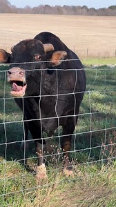 Suffering bull begging for release! | Micah D McGie