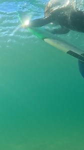 Crystal clear and Cruz 🏄🏼‍♂️ watch til the end to see him tucked in so perfectly into the wetsuit bag 🩵 #lifeofcruz #7yearsold | Salty.craft.family