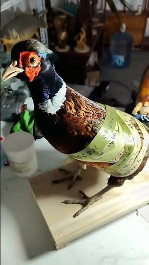 Master the Art of Preparing Seven-Color Pheasant Specimens