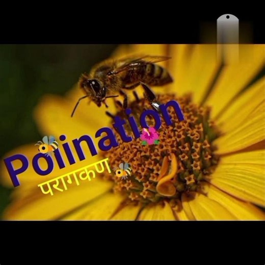 Polination kya h? 🐝#Entomology #pollangran #biology exam preparation #lab assistant MCQ #study