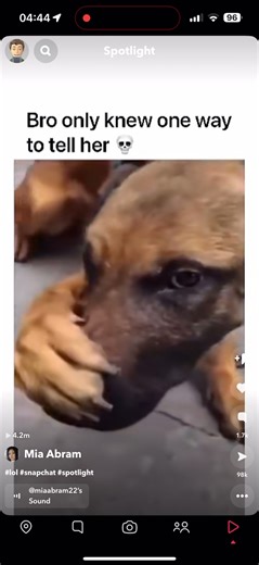 this is too good, that goofy laugh too 😂#goofylaugh #dogcoveringnose | dog laughing