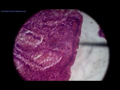 Slides | Practical Histology | Histology