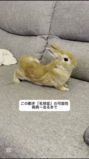 毛球症と鬱滞：うさぎの健康管理