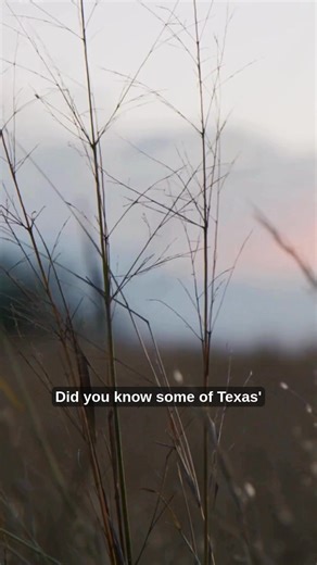 We do what's right for the land and the life that depends on it. From Texas tortoises and Texas horned lizards to elusive ocelots, our working ranchlands in South Texas are home to incredible species that rely on healthy landscapes to thrive. Our teams care for the land so it can sustain the wildlife that calls it home, now and for generations to come. #EastFoundation #TexasTortoise #TexasHornedLizard #Ocelots #SouthTexas - Callie, East Foundation Communications Intern | East Foundation