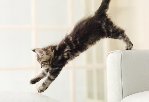 Reasons Why Cats Act Crazy and How to Stop It
