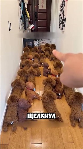 Эта маленькая собачка спряталась среди плюшевых игрушек 😯❤️ #short