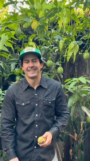 Kyle Hagerty | Urban Farmstead | My first ever homegrown mango, grown here in my Northern California backyard food forest. Mallika Mango (Mangifera indica) Mangos are not... | Instagram