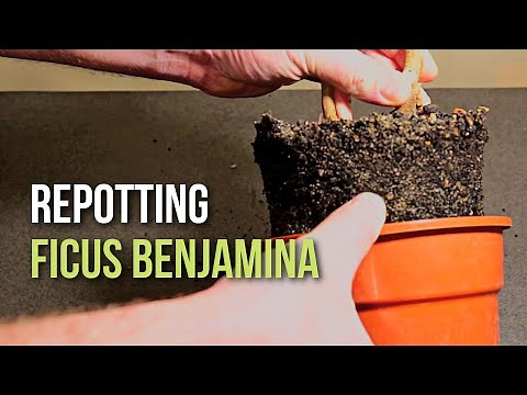 Repotting Ficus benjamina clump style