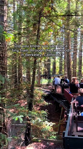 Did you know you can ride a train through the redwoods in Berkeley? 🚂 Perfect for kids, adults, or anyone who loves a magical escape! 🌲 It’s a rail-y good time! 📍Tilden Park Steam Train in Visit Berkeley | Visit California