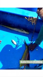 105K views · 3.2K reactions | Monster Mahi-mahi fishing MASSIVE Dolphin Fish | Kadal Raasa Fishing | Facebook