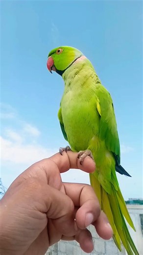 Beautiful green parrot 🦜🦜# #ringneckparrot #greenparrot