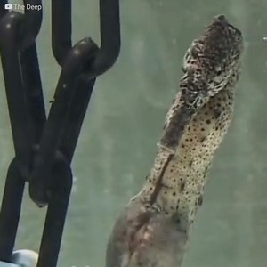 3M views · 26K reactions | Si tu crois que la naissance des hippocampes est impressionnante, alors tu n'imagines même pas comment ça se passe chez les koalas, les pandas et les ornithorynques. Dans cette vidéo, nous voulons juste montrer que le miracle de la conception est toujours magnifique et pas seulement chez les hommes. ❤️ | Le Kiwi | Facebook