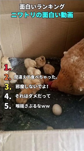 思わず笑う！ニワトリのおもしろ動画集