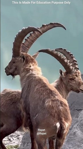 "Stunning Ibex Goat Adventure: Watch the Wild Mountain Climbers Defy Gravity!"